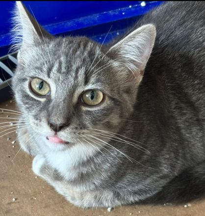 Zwei süße Kätzchen suchen ein liebevolles Zuhause – geimpft & entwurmt