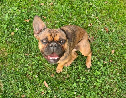 Zwei liebevolle Hündinnen suchen gemeinsam ein neues Zuhause