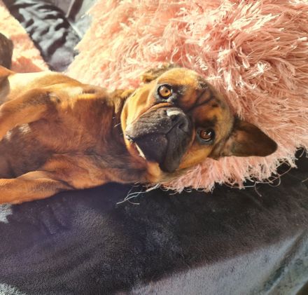 Zwei liebevolle Hündinnen suchen gemeinsam ein neues Zuhause