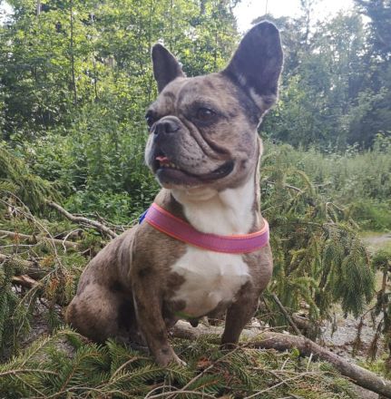 Zwei liebevolle Hündinnen suchen gemeinsam ein neues Zuhause