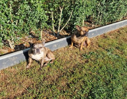 Zwei liebevolle Hündinnen suchen gemeinsam ein neues Zuhause