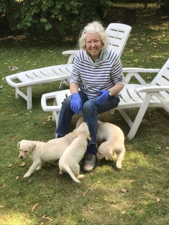 Labrador-Retriever Welpen