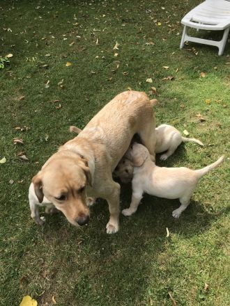 Labrador-Retriever Welpen