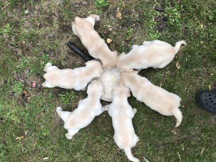 Labrador-Retriever Welpen