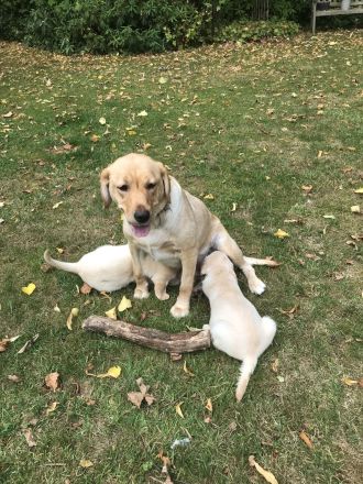 Labrador-Retriever Welpen