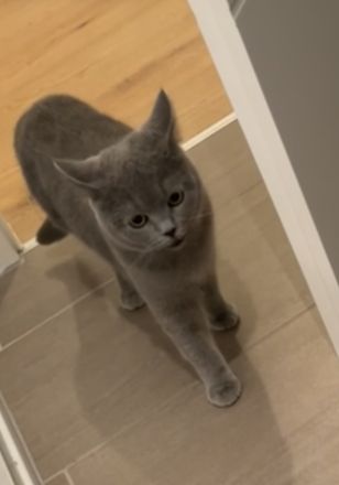 Britische kurzhaarige Katze