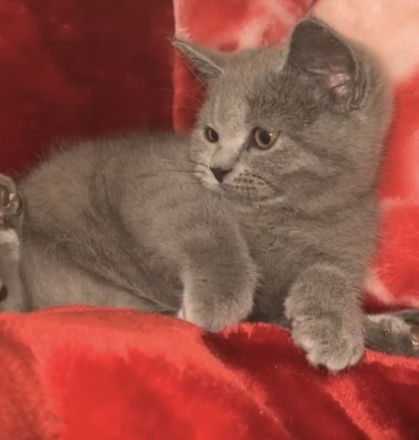 Britische kurzhaarige Katze