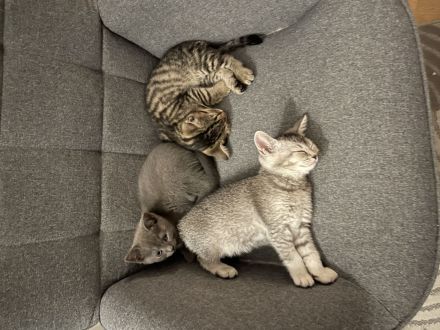 Süßes graues Kätzchen sucht liebevolles Zuhause