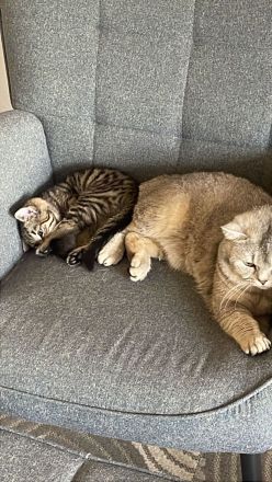 Süßes graues Kätzchen sucht liebevolles Zuhause