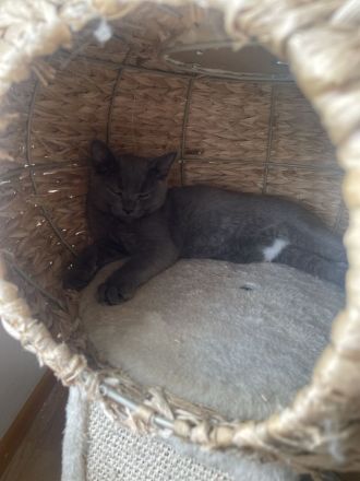 Süßes graues Kätzchen sucht liebevolles Zuhause