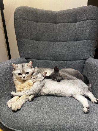 Süßes graues Kätzchen sucht liebevolles Zuhause