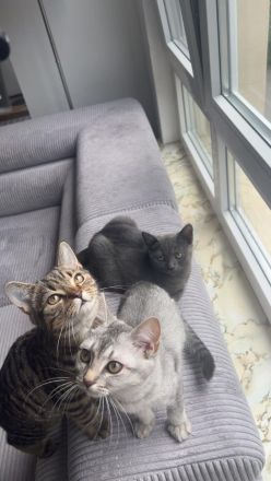 Süßes graues Kätzchen sucht liebevolles Zuhause