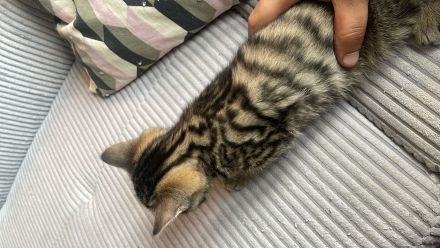 Süßes graues Kätzchen sucht liebevolles Zuhause