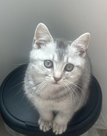 Süßes graues Kätzchen sucht liebevolles Zuhause