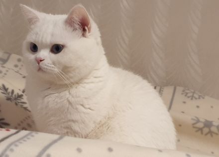 Deckkater BKH weiß mit blauen Augen (Kein Verkauf)