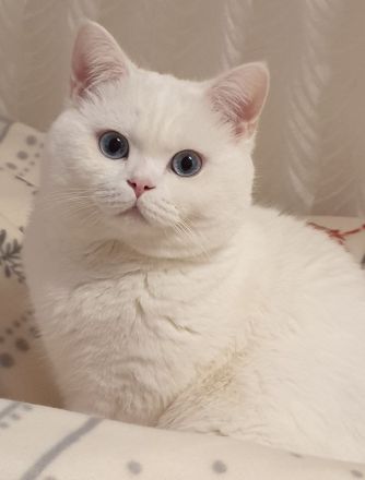 Deckkater BKH weiß mit blauen Augen (Kein Verkauf)