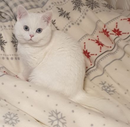 Deckkater BKH weiß mit blauen Augen (Kein Verkauf)
