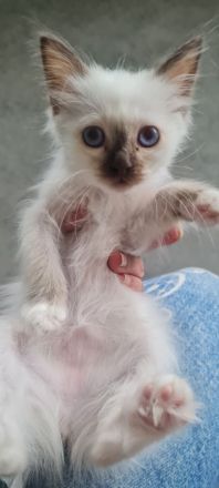 Heilige Birma Kitten