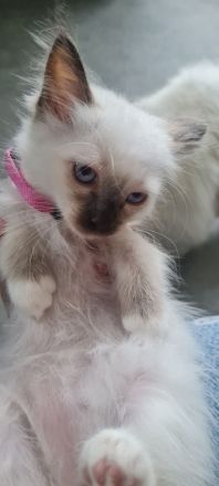 Heilige Birma Kitten