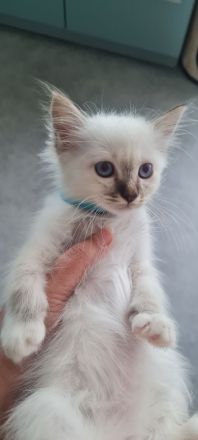 Heilige Birma Kitten