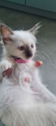 Heilige Birma Kitten