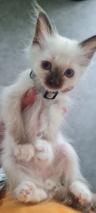 Heilige Birma Kitten