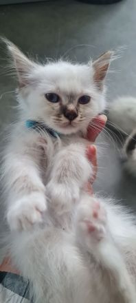 Heilige Birma Kitten