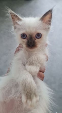 Heilige Birma Kitten