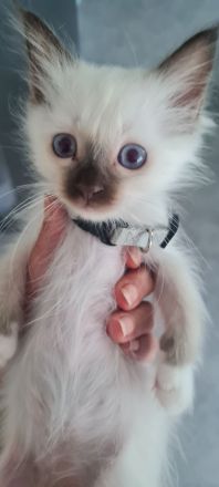 Heilige Birma Kitten