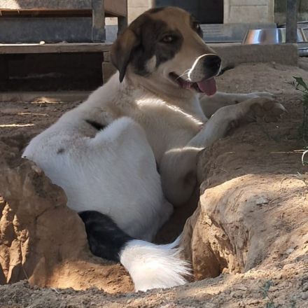 Hündin Arianna / kastriert / derzeit noch in Griechenland