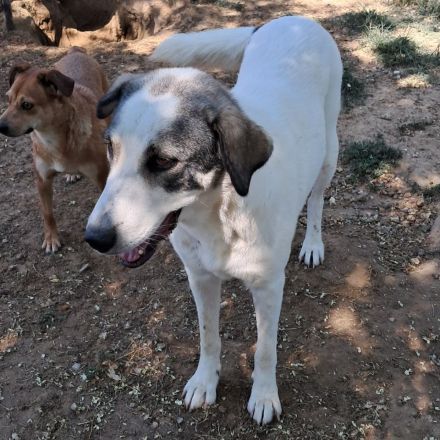 Hündin Arianna / kastriert / derzeit noch in Griechenland