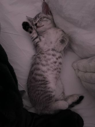 Verschmustes BKH Mix Kitten