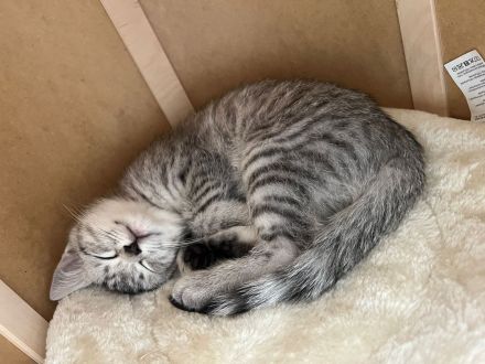 Verschmustes BKH Mix Kitten