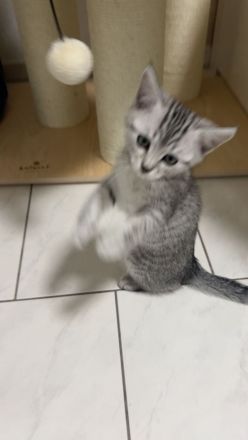 Verschmustes BKH Mix Kitten