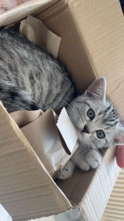 Verschmustes BKH Mix Kitten