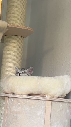 Verschmustes BKH Mix Kitten