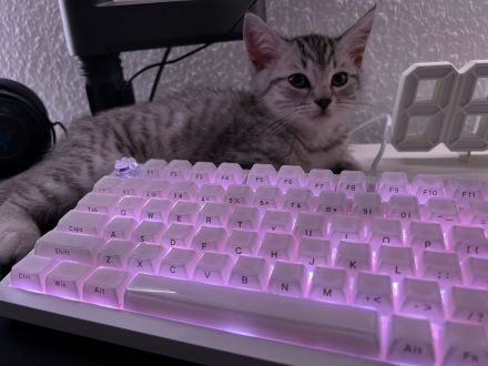 Verschmustes BKH Mix Kitten