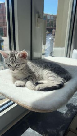 Verschmustes BKH Mix Kitten