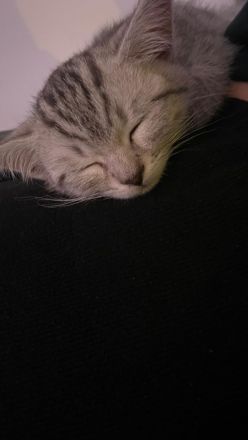 Verschmustes BKH Mix Kitten