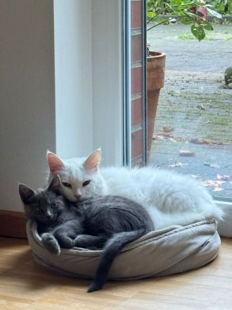 Ein zauberhaftes Katzenmädchen sucht ein liebevolles Zuhause!