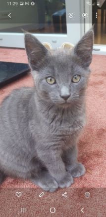 Ein zauberhaftes Katzenmädchen sucht ein liebevolles Zuhause!