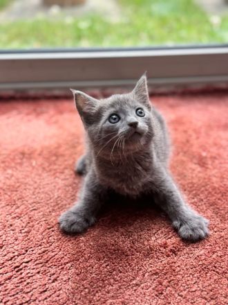 Ein zauberhaftes Katzenmädchen sucht ein liebevolles Zuhause!