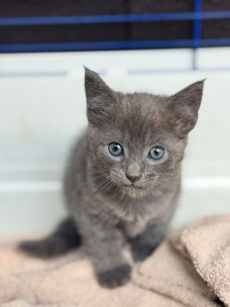 Ein zauberhaftes Katzenmädchen sucht ein liebevolles Zuhause!