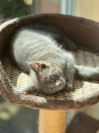 Ein zauberhaftes Katzenmädchen sucht ein liebevolles Zuhause!