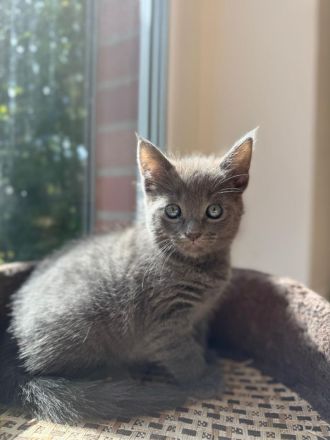 Ein zauberhaftes Katzenmädchen sucht ein liebevolles Zuhause!