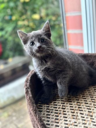 Ein zauberhaftes Katzenmädchen sucht ein liebevolles Zuhause!