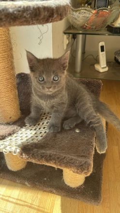 Ein zauberhaftes Katzenmädchen sucht ein liebevolles Zuhause!