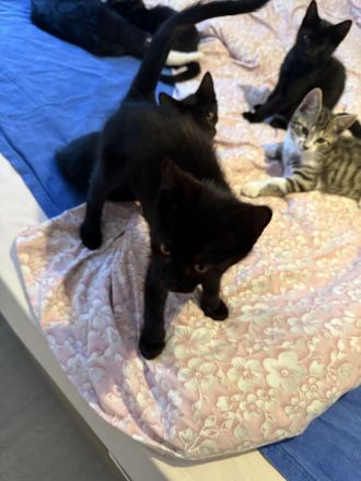 Katzenbabys zu verkaufen – geboren am 15. Juni (jetzt 6 Wochen alt)