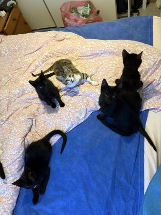 Katzenbabys zu verkaufen – geboren am 15. Juni (jetzt 6 Wochen alt)