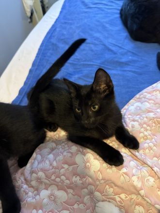 Katzenbabys zu verkaufen – geboren am 15. Juni (jetzt 6 Wochen alt)